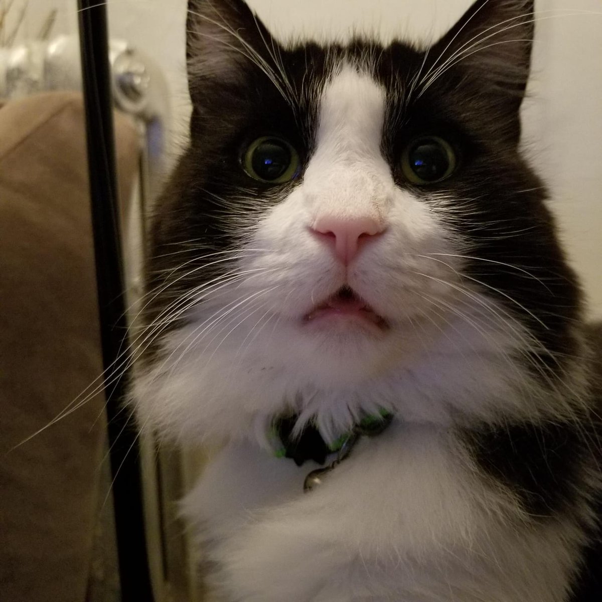SHlibrary's tweet photo. It's the weekend, but more importantly, it's #Caturday! Check out some of our staff's feline friends. https://t.co/PjBMhPiMZL