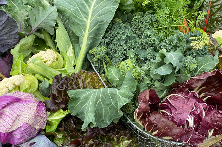 joegardener's tweet photo. Fall is almost here! Don't miss out on the opportunity to #grow #coolseason #vegetables in your garden. In this encore episode of the #podcast, I revisit my best tips for a successful fall vegetable #garden. https://t.co/bZ3AMjtVIJ https://t.co/dfonhSkT3v