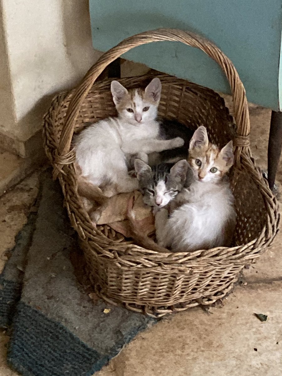 nbechr's tweet photo. #CatsOnTwitter #CatsofTwittter #γατες #νεα_γενια #cats https://t.co/pC8zbR8kzl