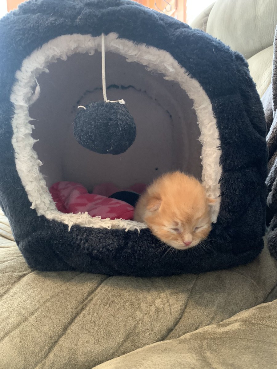 My camera roll is full of pictures and videos of my new kitten and I’m not sorry about it 🤘🏻 how can I not take a million pictures when he’s this precious!