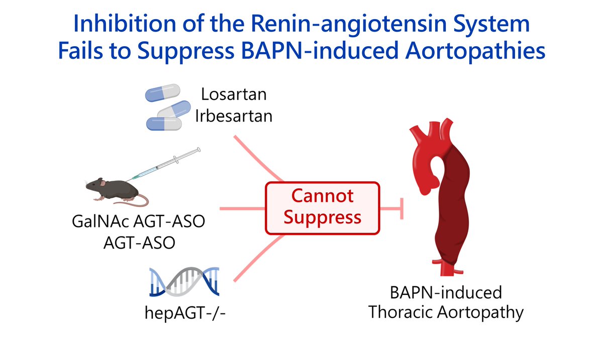 Inhibition of the Renin-Angiotensin System Fails to Suppress β-Aminopropionitrile–Induced Thoracic Aortopathy in Mice ahajournals.org/doi/10.1161/AT… 
From labs that demonstrated RAS inhibition attenuated every vascular disease studied previously; we have found one that is refractory!