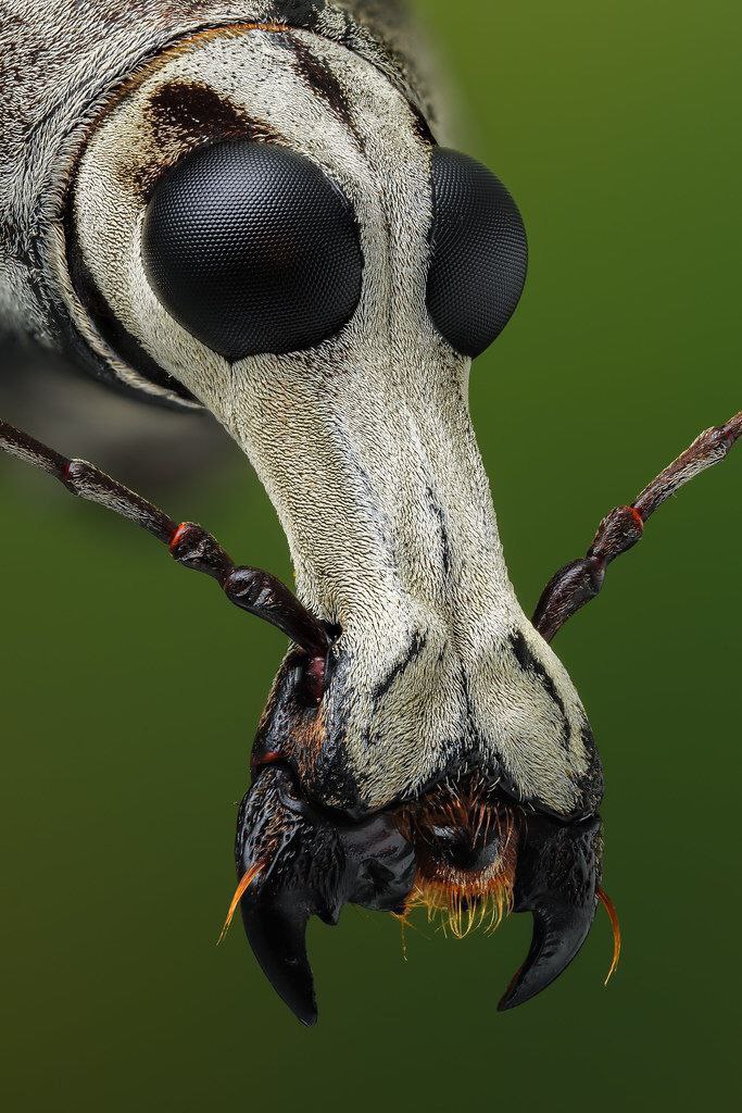 bichostw's tweet photo. Macrofotografía de un escarabajo mecocerus 🪲 https://t.co/UHvOFQAB5I