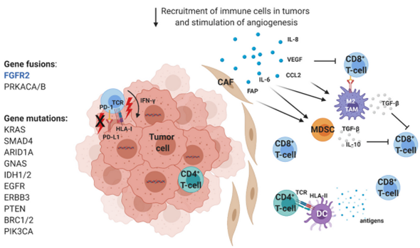 Cancers_MDPI's tweet photo. 🔊Check out the #Review "Molecular and Immunological Characterization of Biliary Tract Cancers: A Paradigm Shift Towards a Personalized Medicine"

👥by @AmborInes, Matteo Donadon and @analleo @HumanitasMilano

Find the full paper here👉https://t.co/6ox6tOf1vk https://t.co/JcOMTtwKaj