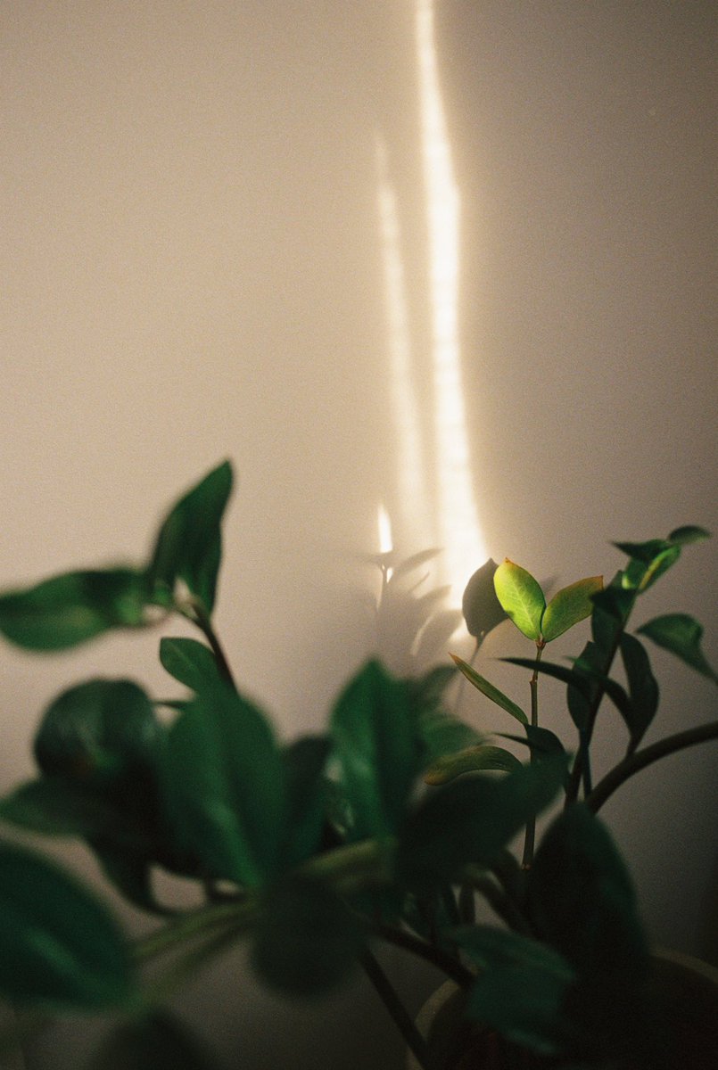 You don’t have to travel many miles to find the inspiration, they say. What about trying to find it in your own living room? A little bit of light and a plant with a couple of dried leaves might be quite helpful.