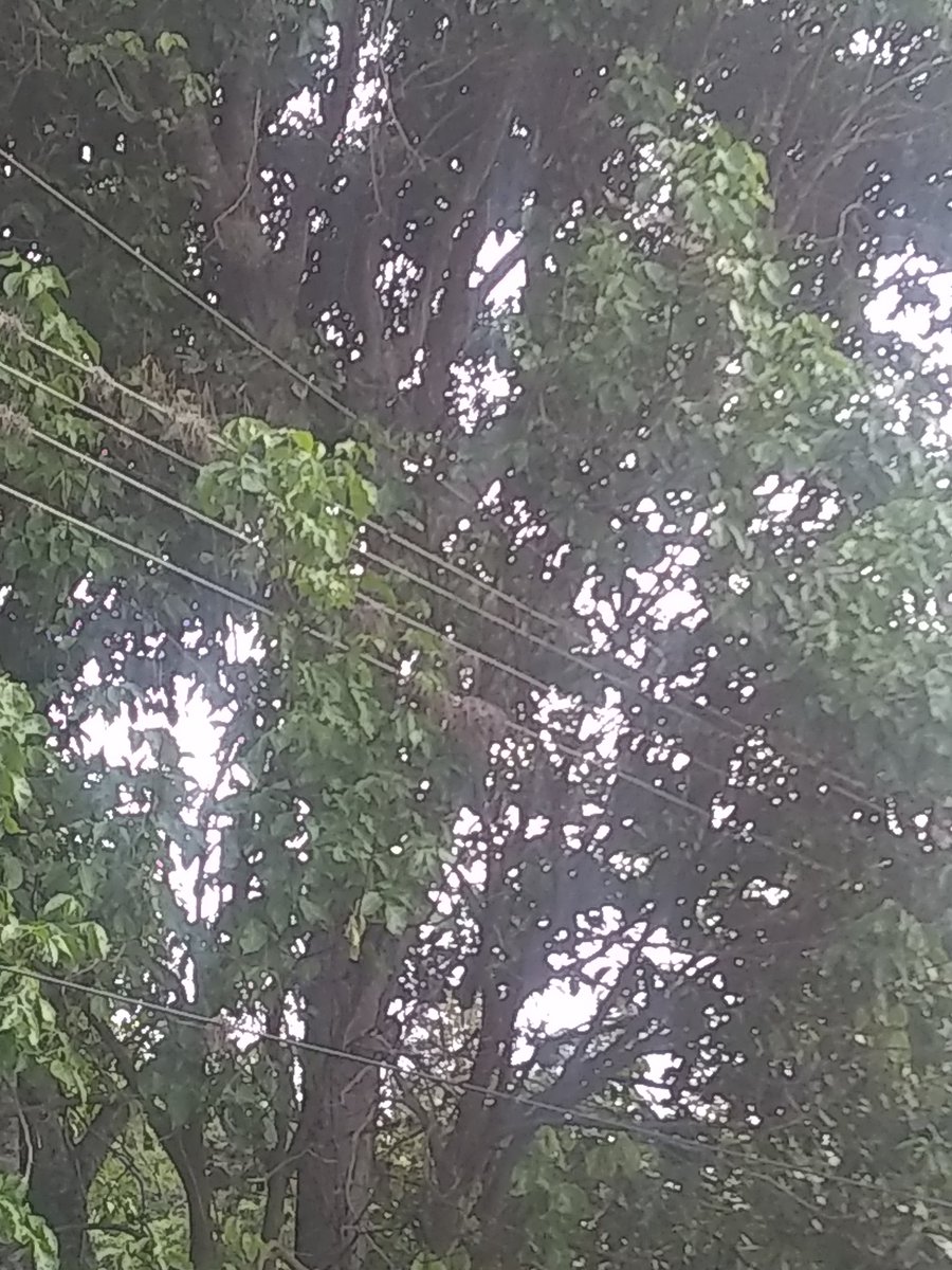 ElixCastro2's tweet photo. @NotiPazCastillo @CorpoelecMiran @VictorJ_PSUV Desde la madruga de ayer miércoles 24/08 en el sector el calvario calle la esperanza presenta fallas el servicio eléctrico ya que un transformador dejo de funcionar despegando se una de las Guayas que los alimenta https://t.co/zBAt5nTFTr