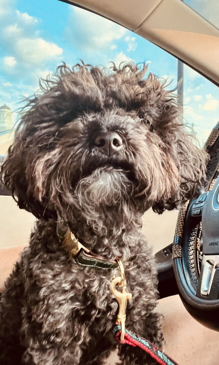 The face of a dog who was given FREE bacon by a kind young man at the coffee stop this morning!🥓 #thursday is looking good. High probability of curls! -❤️-Stuey🐾 #dogsoftwitter #veryHumid #beKind