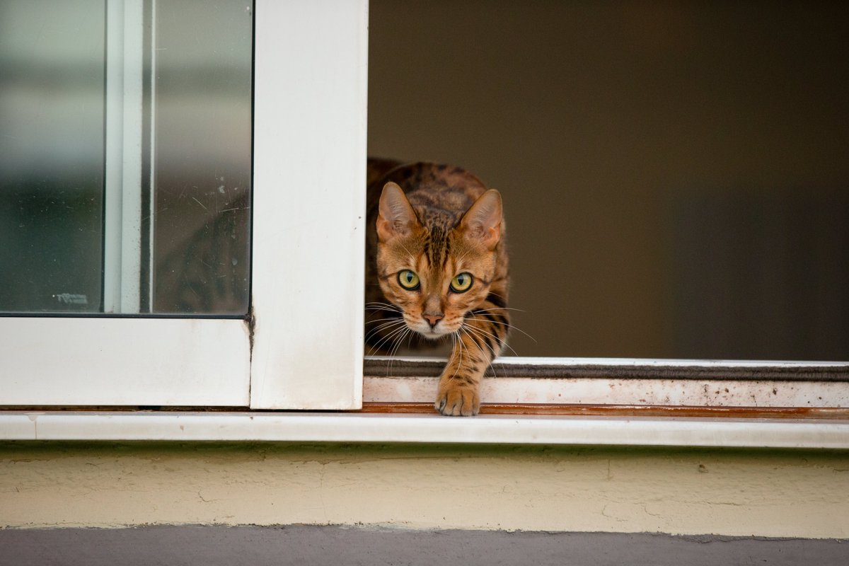 My neighbour's beautiful cat, Marley, had a little snoop around my flat.#CatsofTwittter, #Brightoncat, #cats