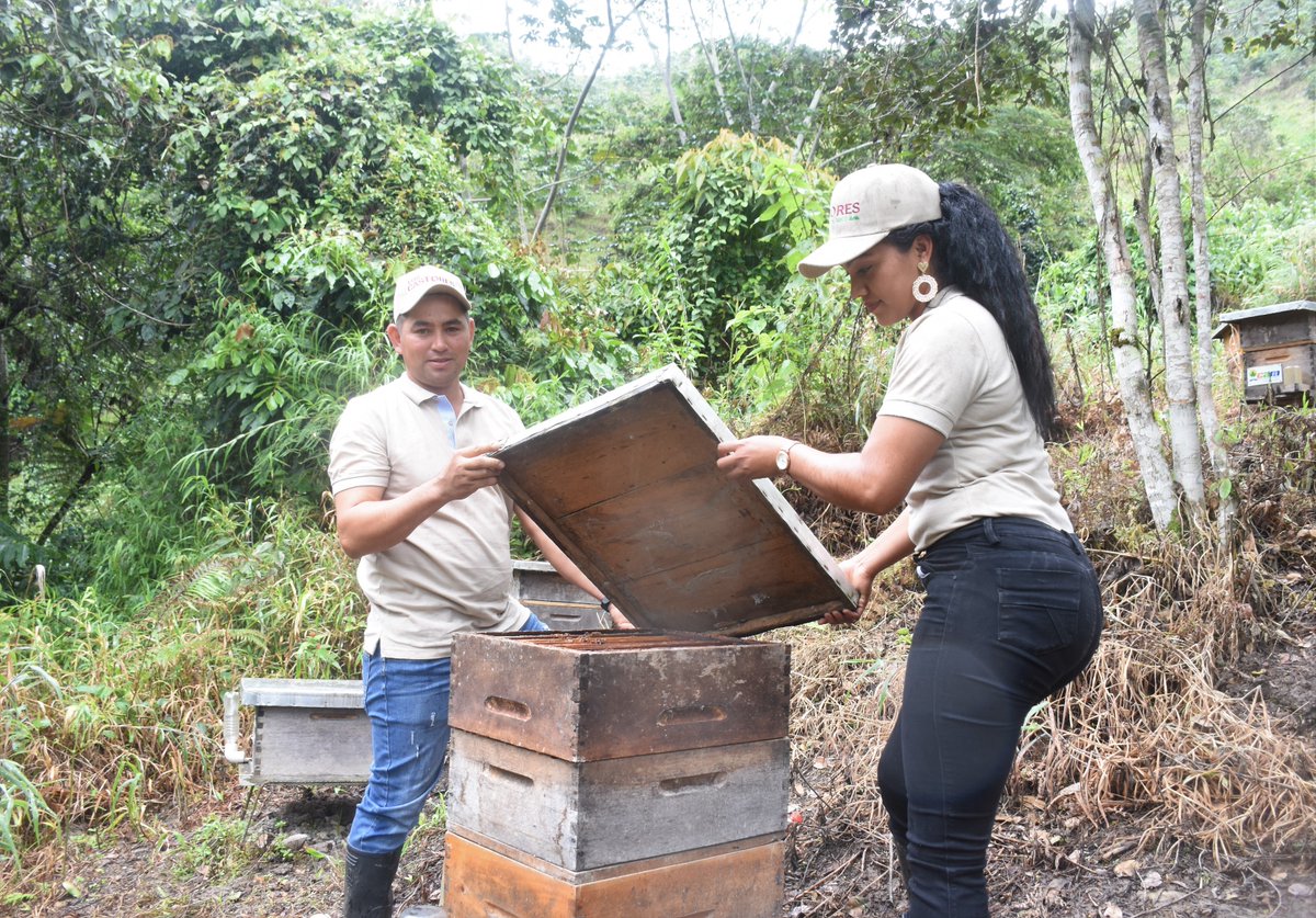Noticiasalsur1's tweet photo. #Atención Grupo Ecológico Los Castores, conformado por 25 familias del municipio de Acevedo, Huila, quienes talaban bosques #Ahora se dedican a la crianza de abejas https://t.co/taLNBrnXex #EsJusticia #LaExtradicionEs #SpamDeTenis @lahijadepavo #Apiarios @RadarEdward @wildbehav https://t.co/M7JhlCvcC6
