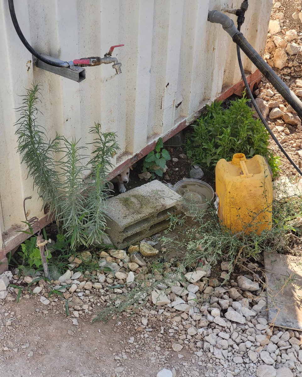 חבר מהנדס אזרחי שעובד באתר בנייה נתקל בחמודה הזו הבוקר.
לקח לו לא מעט זמן לשכנע אותה לצאת מהמחבוא. האם לא במקום.
נראת כבת חודשיים.
מה הלאה?
הוא לא יכול לאמץ, ובין החברים שהוא שאל אין כרגע מישהו שמעוניין.
אשמח לריטוויטים וכו'.