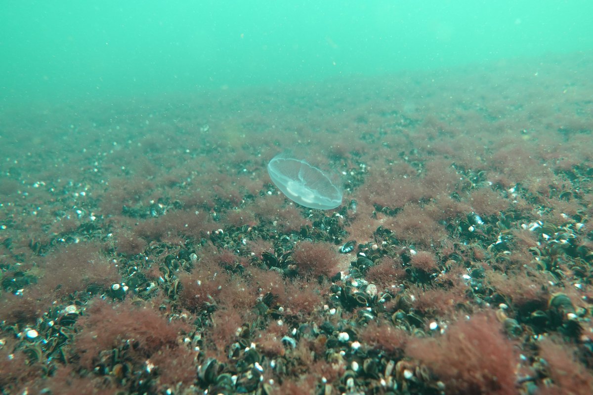 biodiversea_ax's tweet photo. Idag firar vi Östersjödagen! Efter en lyckad fältsäsong kan vi tillsammans ta en titt tillbaka på vårt hav och de unika landskap som öppnar sig under ytan. #Östersjön #Itämeripäivä #MarineMapping #Åland
Bilder tagna av Petra Arola, Charlotta Björklund och Karl Weckström. https://t.co/fGurYZ5Zqm
