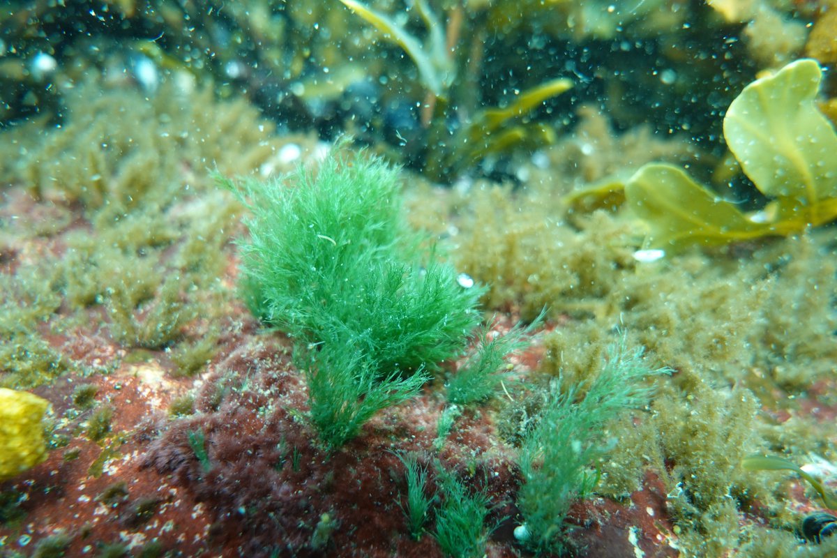 biodiversea_ax's tweet photo. Idag firar vi Östersjödagen! Efter en lyckad fältsäsong kan vi tillsammans ta en titt tillbaka på vårt hav och de unika landskap som öppnar sig under ytan. #Östersjön #Itämeripäivä #MarineMapping #Åland
Bilder tagna av Petra Arola, Charlotta Björklund och Karl Weckström. https://t.co/fGurYZ5Zqm