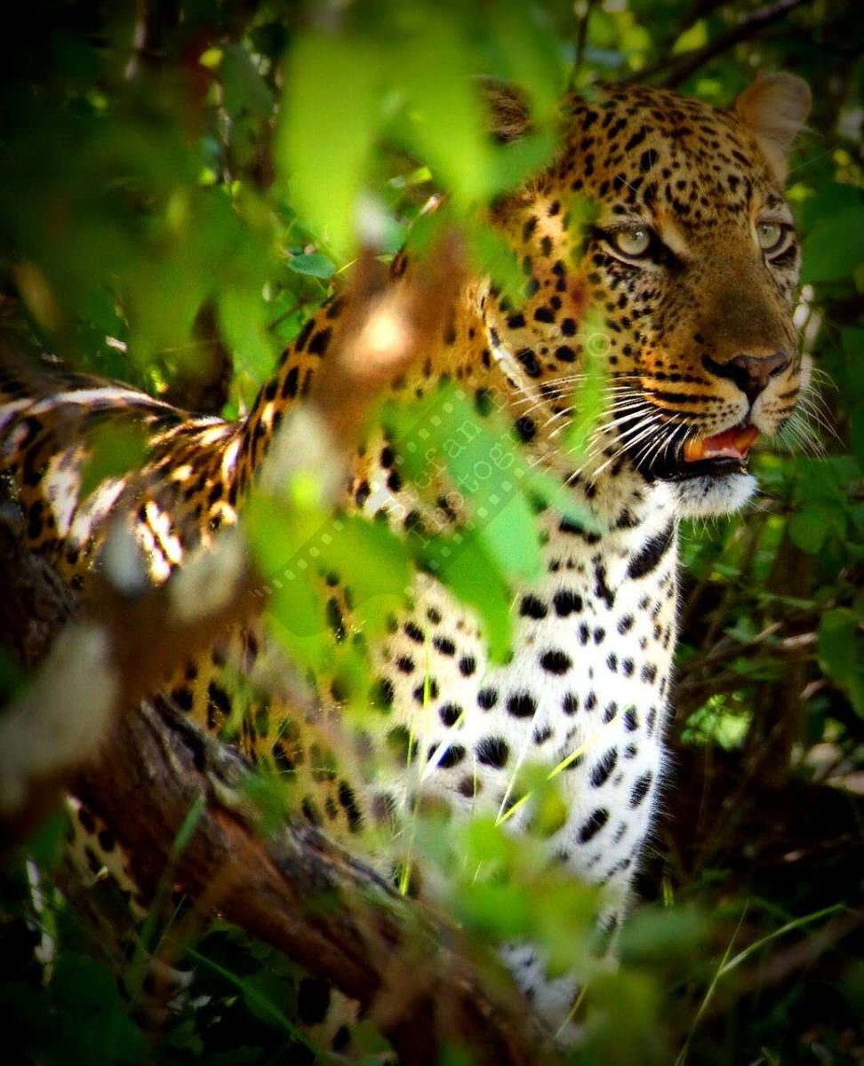 StevieNixx83's tweet photo. I am a photographer and I took this photo. #NaturePhotography #photography #SonyAlpha #sonyalphasa @Sony @SonyAlpha @SonyAlphaShots #SonyAlphaA65SLT #SIGMA #Sigma18250mm https://t.co/JrRxu4PPLh