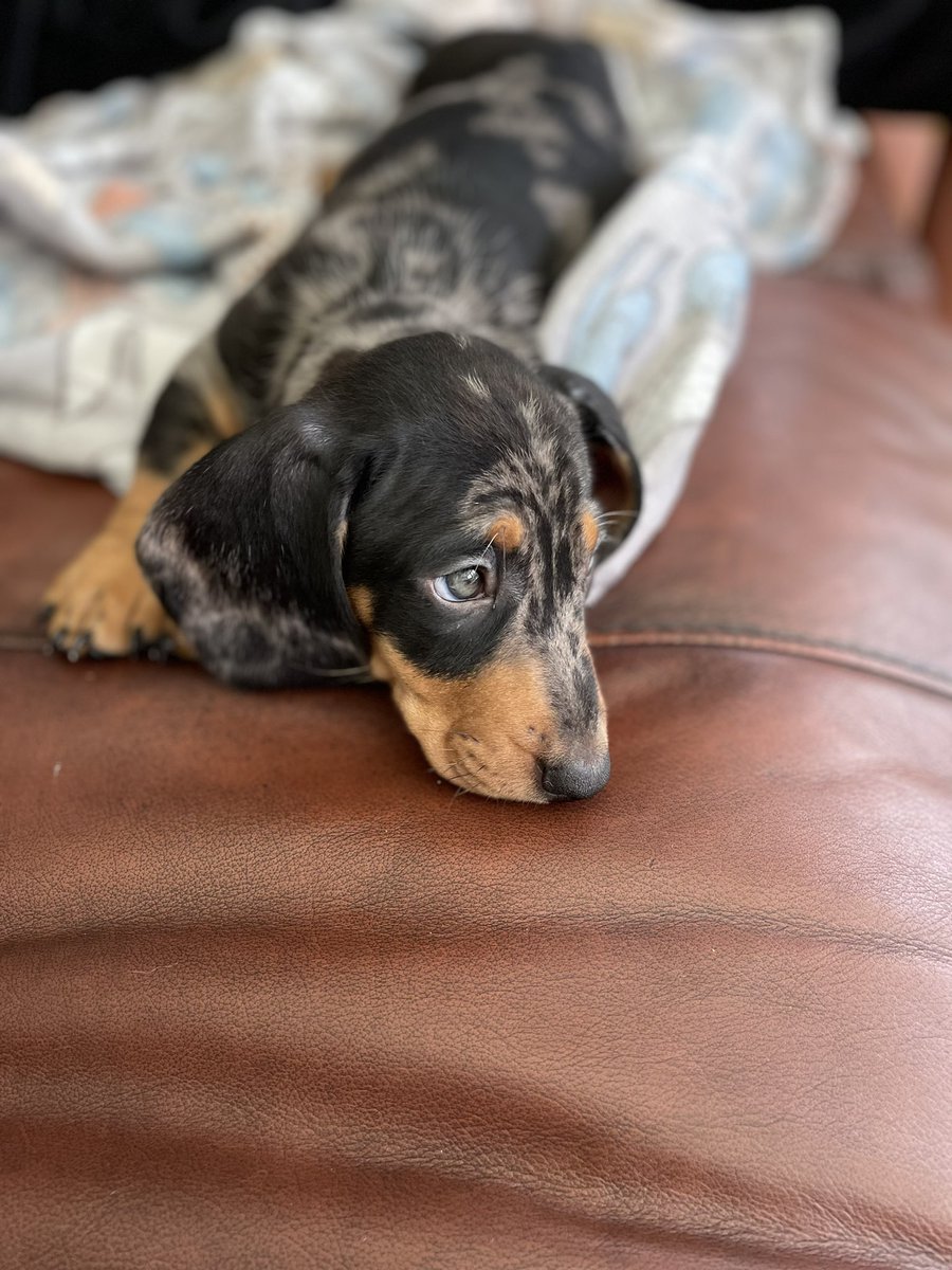 A week of firsts….First on call <a href="/LeedsHospitals/">Leeds Teaching Hospitals</a>. Thank you to colleagues for their support and guidance. First night for this little chap with his new family x