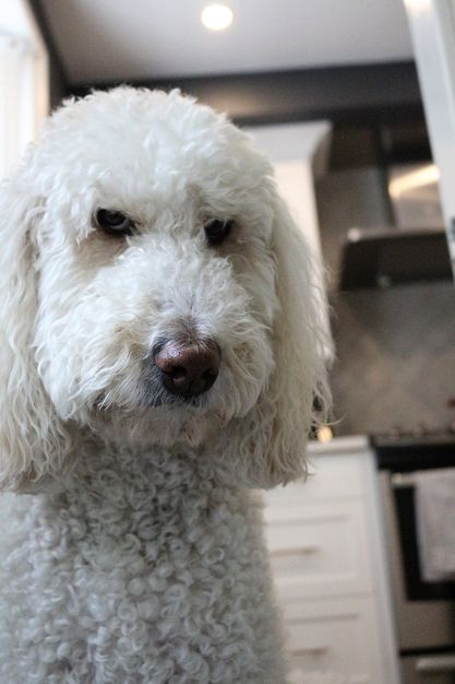 I'm not going to judge anyone today...
*me 5 minutes after waking up
#DogsOnTwitter 
#dogsoftwitter