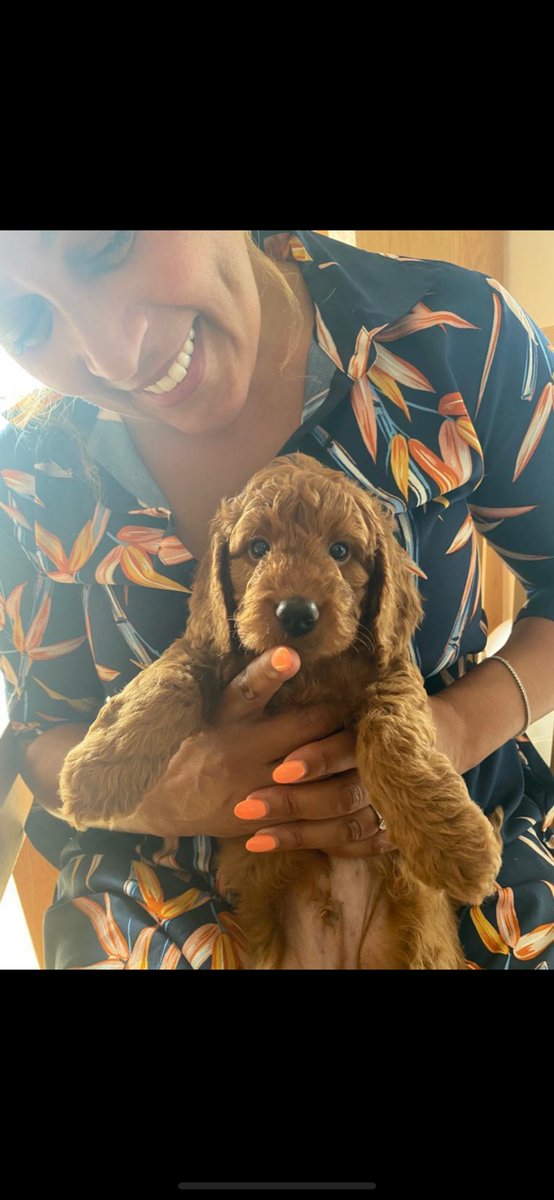 PresenterMorgan's tweet photo. Meet our lastest addition to the family #cockapoo#doglife#😍 https://t.co/PHf41Jwm68
