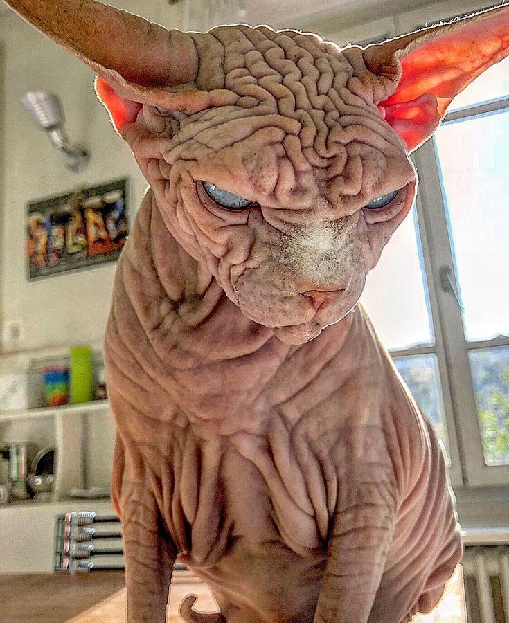 StreetcatMedia's tweet photo. mfw I get my client's Instagram account shadowbanned for posting 420 memes https://t.co/igJFE5tiL4