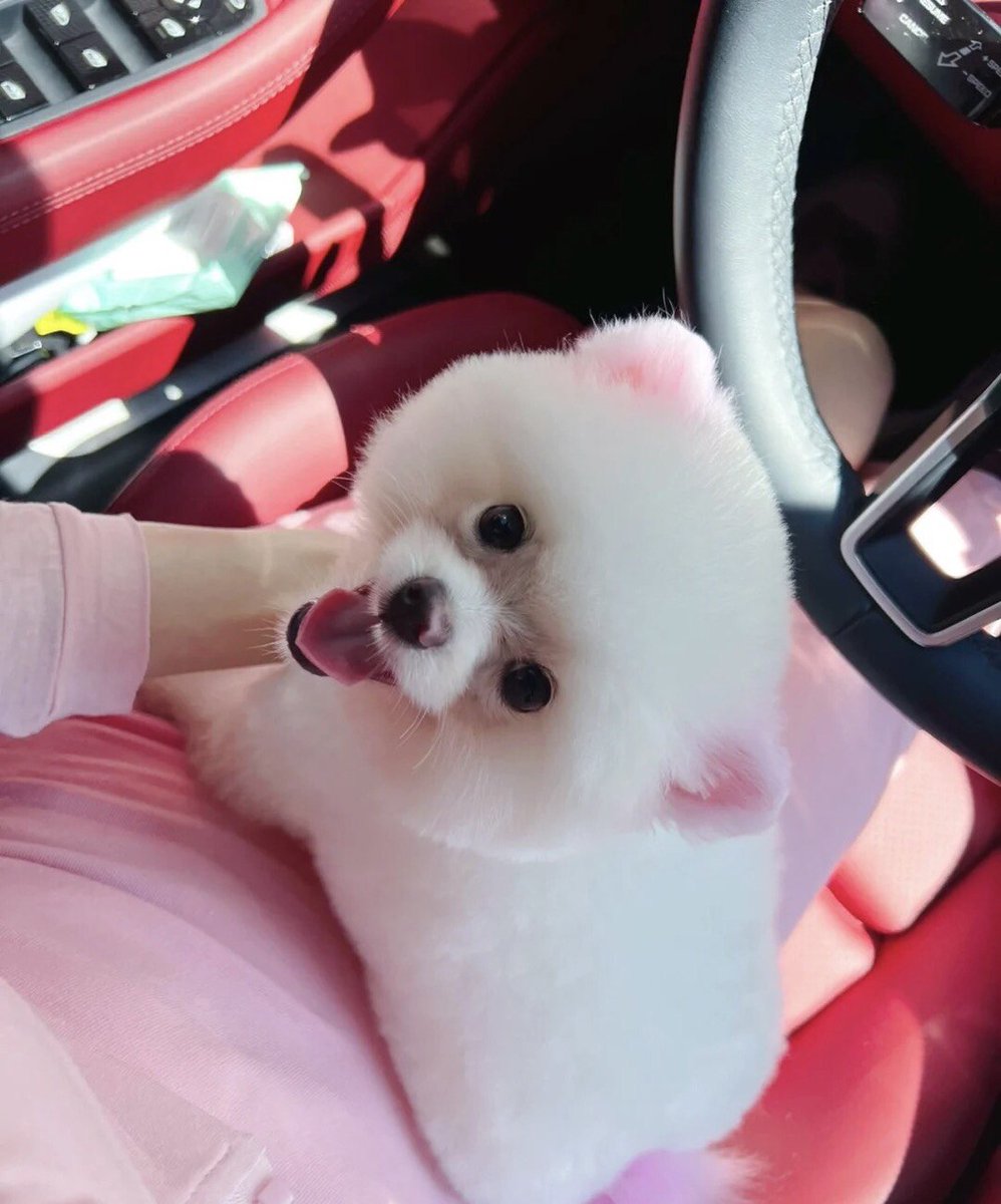 If the worship of cute little creatures could be converted into electricity, the world would finally have clean, renewable energy and all wars would be over. Unfortunately, this is not possible we can only think of new words to describe these tiny and precious things.