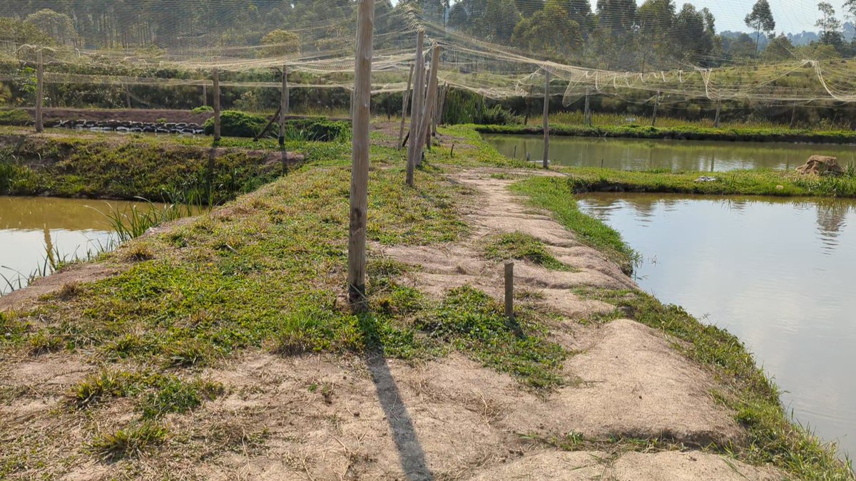 What’s the best way to #feed tilapia in ponds Experiences from Asia welcome, but really want to know how it is happening in rural Africa. Pellets, rice bran, insects? Or we just fertilize ponds and watch the #fish thrive? #aquaculture #tilapia #farmers #internationaldevelopment