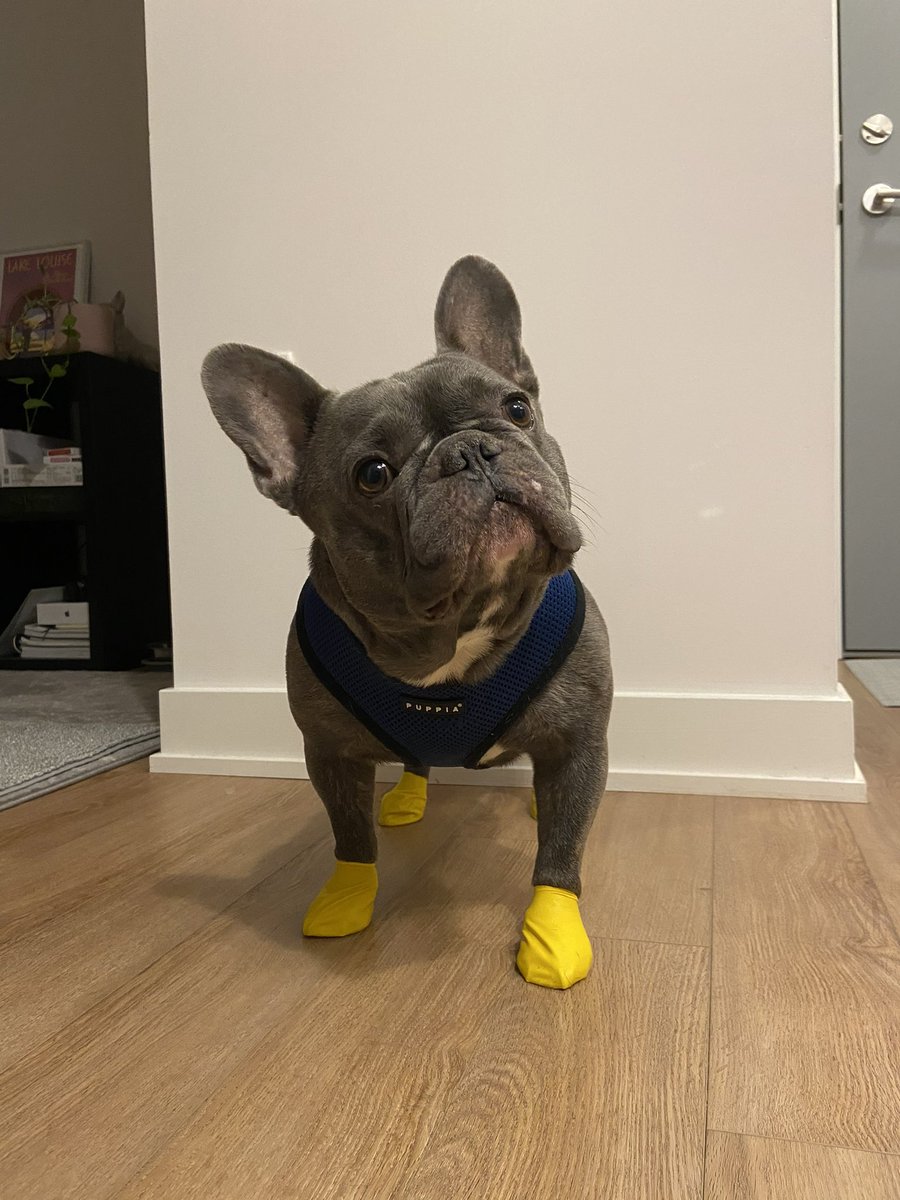 ok_iv's tweet photo. @CBC Hi! this is Amigo (@thelifeofamigo on insta) .. the most handsome frenchie 💜 https://t.co/HjQYyNkuKv