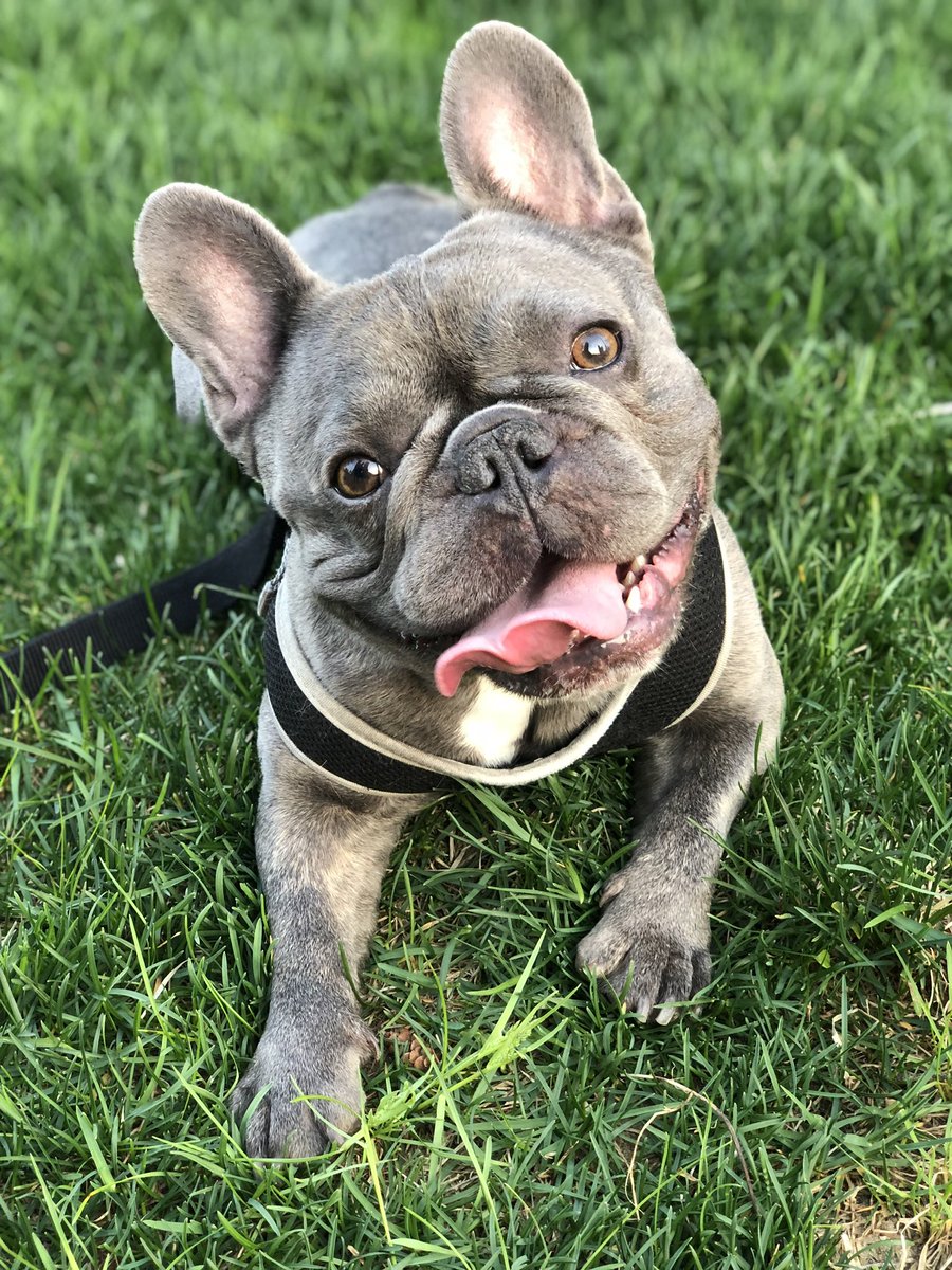 ok_iv's tweet photo. @CBC Hi! this is Amigo (@thelifeofamigo on insta) .. the most handsome frenchie 💜 https://t.co/HjQYyNkuKv
