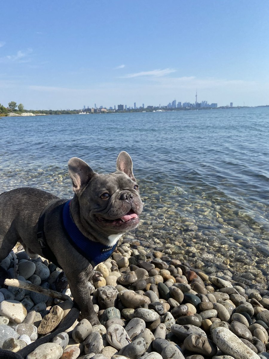 ok_iv's tweet photo. @CBC Hi! this is Amigo (@thelifeofamigo on insta) .. the most handsome frenchie 💜 https://t.co/HjQYyNkuKv