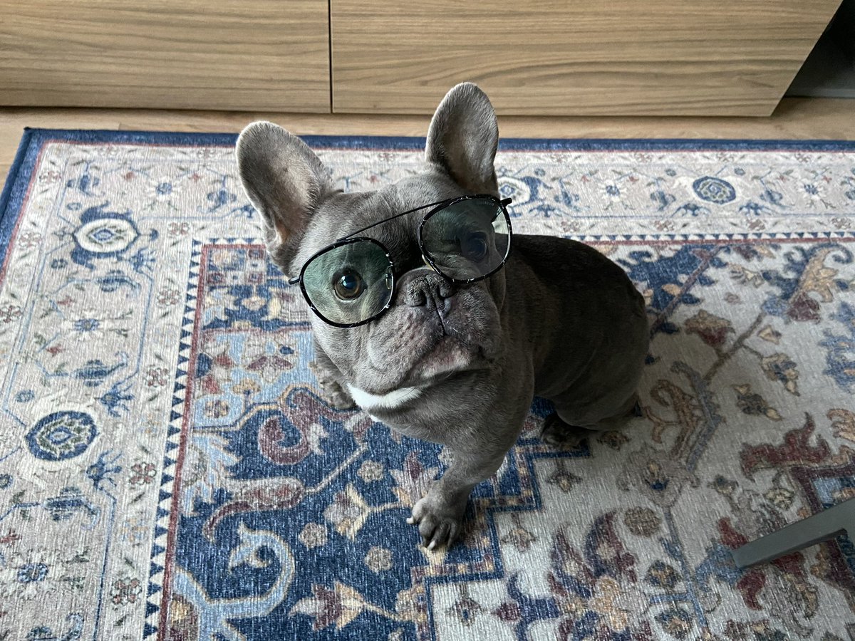 ok_iv's tweet photo. @CBC Hi! this is Amigo (@thelifeofamigo on insta) .. the most handsome frenchie 💜 https://t.co/HjQYyNkuKv