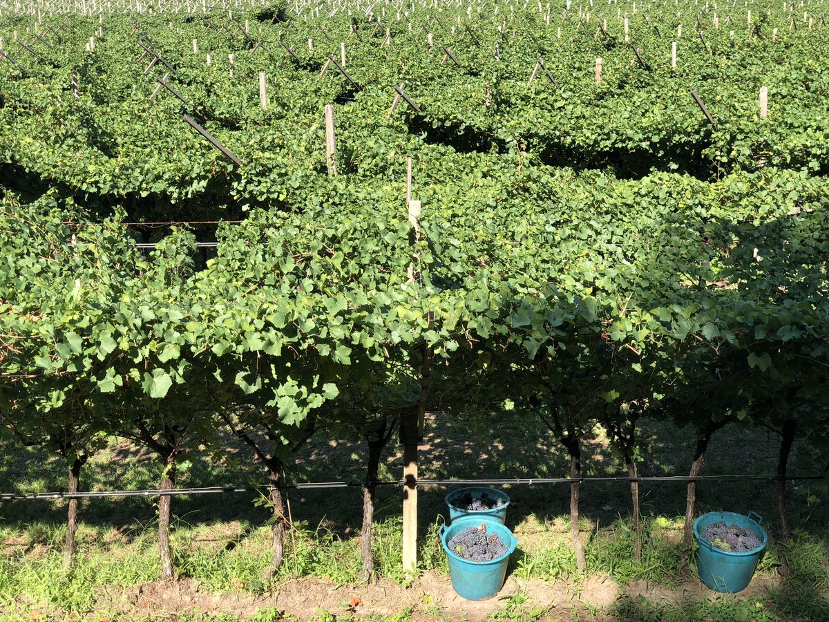 massimilianimrc's tweet photo. A proposito del vero motivo del viaggio… da Ceraino a Rovereto una splendida pedalata in una distesa apparentemente infinita di vigneti

#vadovetiportalabici https://t.co/F7BG0tx3nI