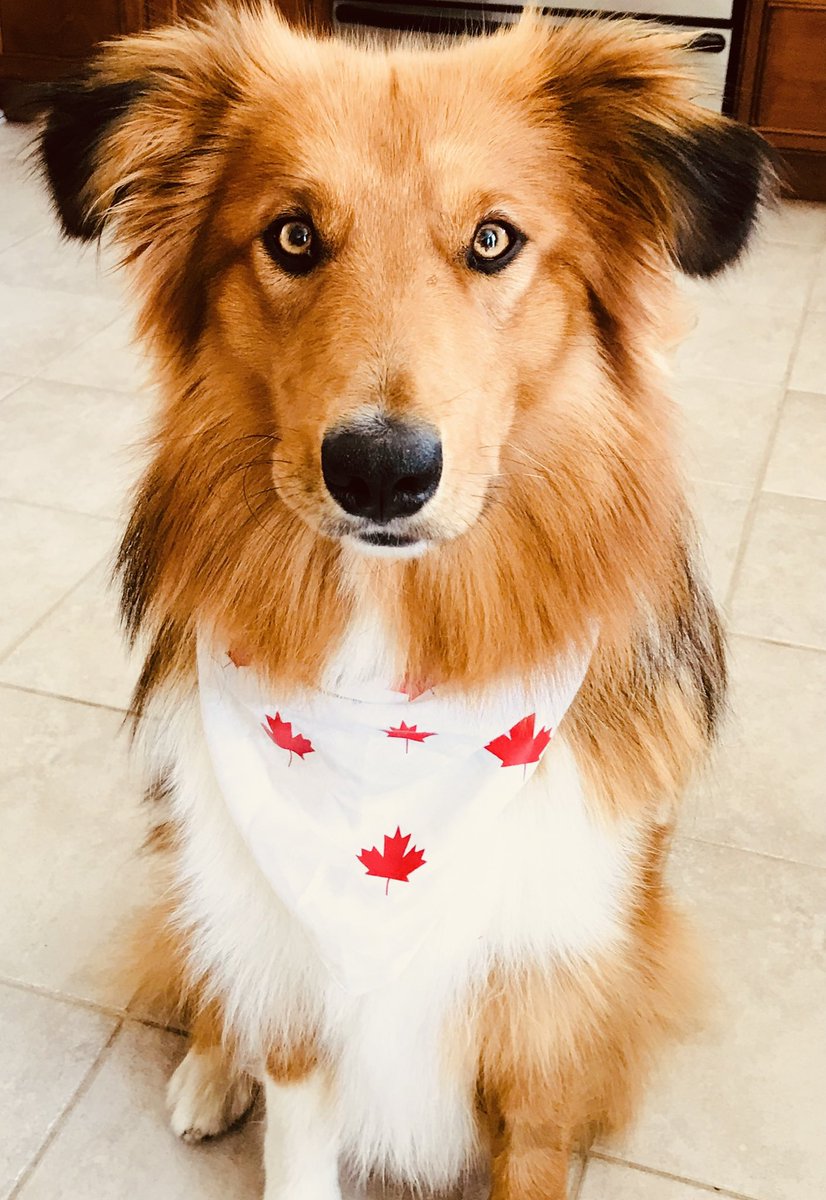 coach_ce's tweet photo. @CBC This is Deke the mixed collie. Feel free to follow his IG https://t.co/ht0mjSe8bE https://t.co/QmSQqBVHP1