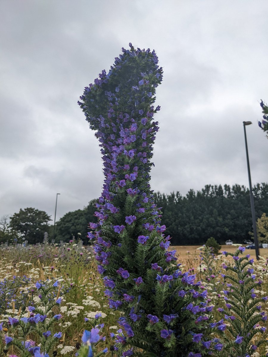 aliceduke's tweet photo. I have mixed feelings about these artificial meadows but they do look nice and sometimes you see something truly amazing like this fasciated viper's bugloss down the road in otterspool https://t.co/TVkJaN4O5H