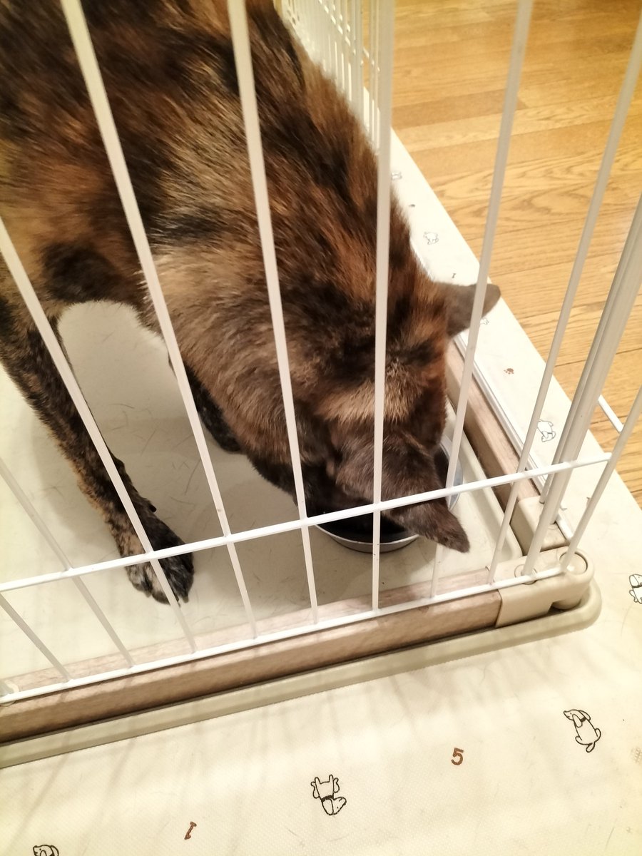ohana_kaicho's tweet photo. 届きました〜🎉🎁

届いたときからそれは何？と昴くんソワソワ🐕 ͗ ͗

いつものドライフードにこちらのフードをトッピングしたところ、トッピングのみ上手に食べるという…🤣

(主人と味見させてもらいましたが、美味しかったですです😋) https://t.co/tRZjlQZrxq