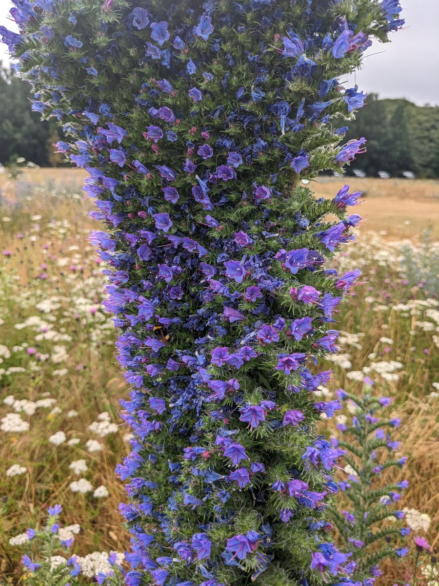 aliceduke's tweet photo. I have mixed feelings about these artificial meadows but they do look nice and sometimes you see something truly amazing like this fasciated viper's bugloss down the road in otterspool https://t.co/TVkJaN4O5H