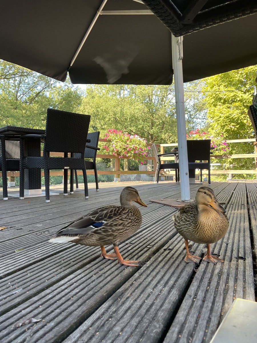 FreddyRosink's tweet photo. Als je alleen bent heb je andere vrienden 😜
Mallumse Watermolen - Eibergen😎
#canonR6 #iphone12promax #langelo #tinyhouse #haaksbergen #hetlankheet #mooitwente #Twente #enschede #photographer #Triathlon #nature #art
📸 @imtrinews
📸 @TriPhotographic https://t.co/AUzM2FIQvr