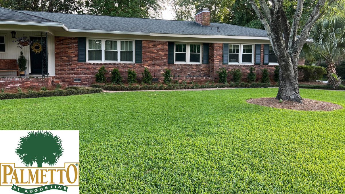 SodSolutions's tweet photo. With over two billion square feet sold, Palmetto® St. Augustine is the most sold St. Augustine grass in the world. Come see why it's still on top after almost three decades at the 2022 Landscape Show in Orlando. #TLS22 https://t.co/zCg0T8feqZ