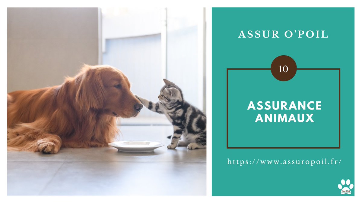 Assur O'Poil 🐶 🐱 tweet media