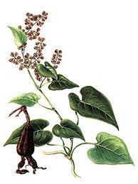 CurableSmoothie's tweet photo. #Diseases of Central Nervous system(CNS): TCM Herbal #Polygonummultiflorum (He shou wu) treatments of #Dementia Caused by Blood Stasis https://t.co/zcQHtYoTZ9 https://t.co/qZ3mrB2LdO