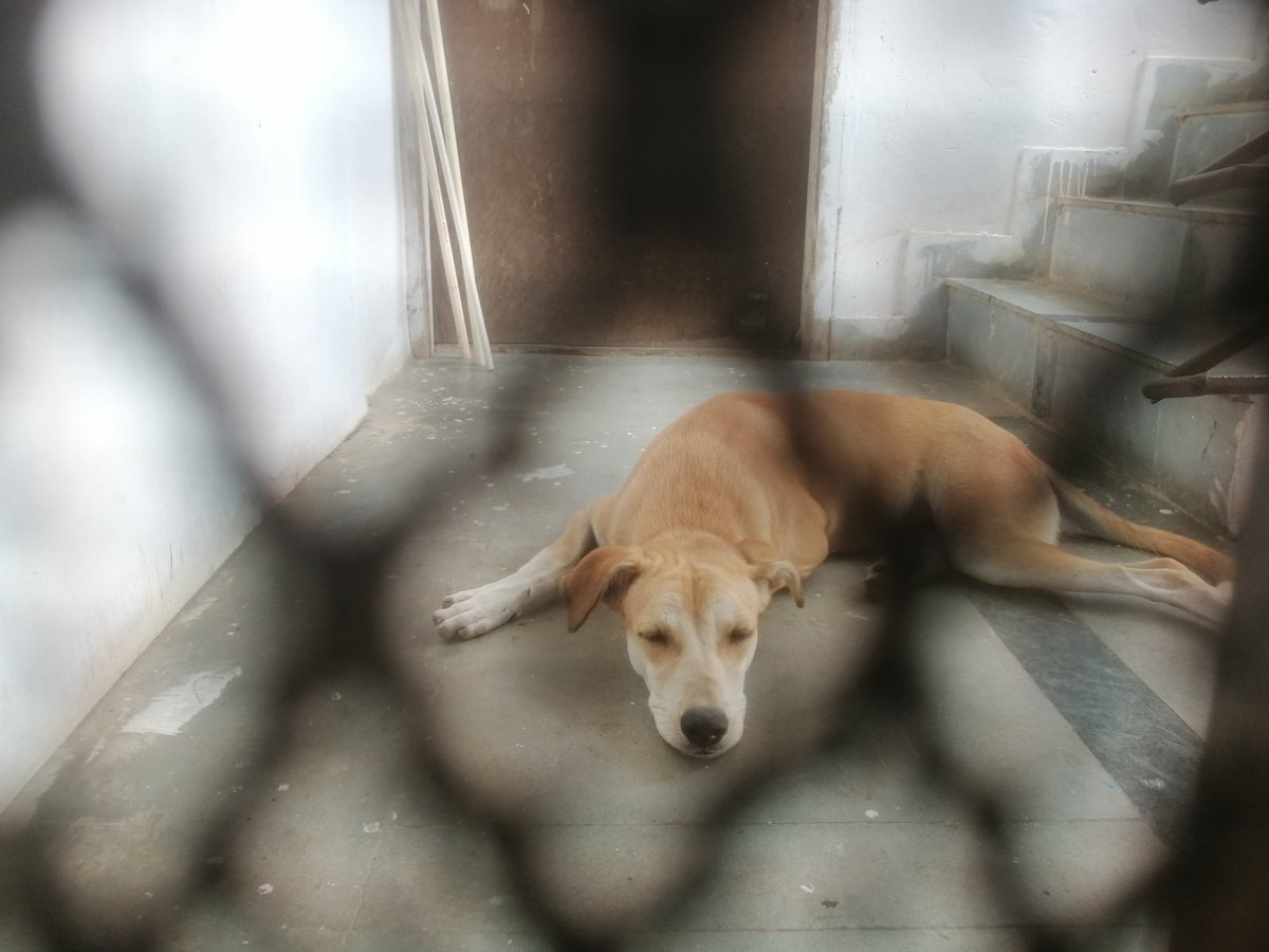 sunyrelaod's tweet photo. Dogs are such a Faithfull , lovely meaningful and we should feeding them and looking after. Them have my fill of seeing. Redeem and serve works is blessing in disguise for dogs https://t.co/HEj9sNplz8