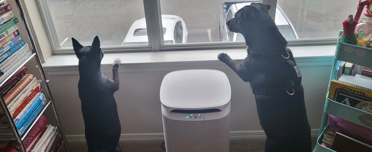 xxpollypocket's tweet photo. These two sweet girls would love if anyone wanted to send them some items for their mama to review! Pet items,food,beauty,etc I would love an more asthetic crate for Luna most of all #reviewswanted #holidaygiftguide #prrequest https://t.co/U7r1H76Luy