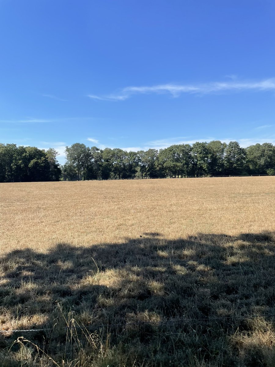 BoerinUrs's tweet photo. Ooit was dit een mooi groen weiland. 😭 alles snakt naar regen  #droogte2022 #opdeboerderij https://t.co/rohtMhFTIS