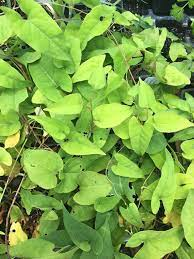 CurableSmoothie's tweet photo. #Diseases of Central Nervous system(CNS): TCM Herbal #Polygonummultiflorum (He shou wu) treatments of #Dementia Caused by Blood Stasis https://t.co/zcQHtYoTZ9 https://t.co/qZ3mrB2LdO