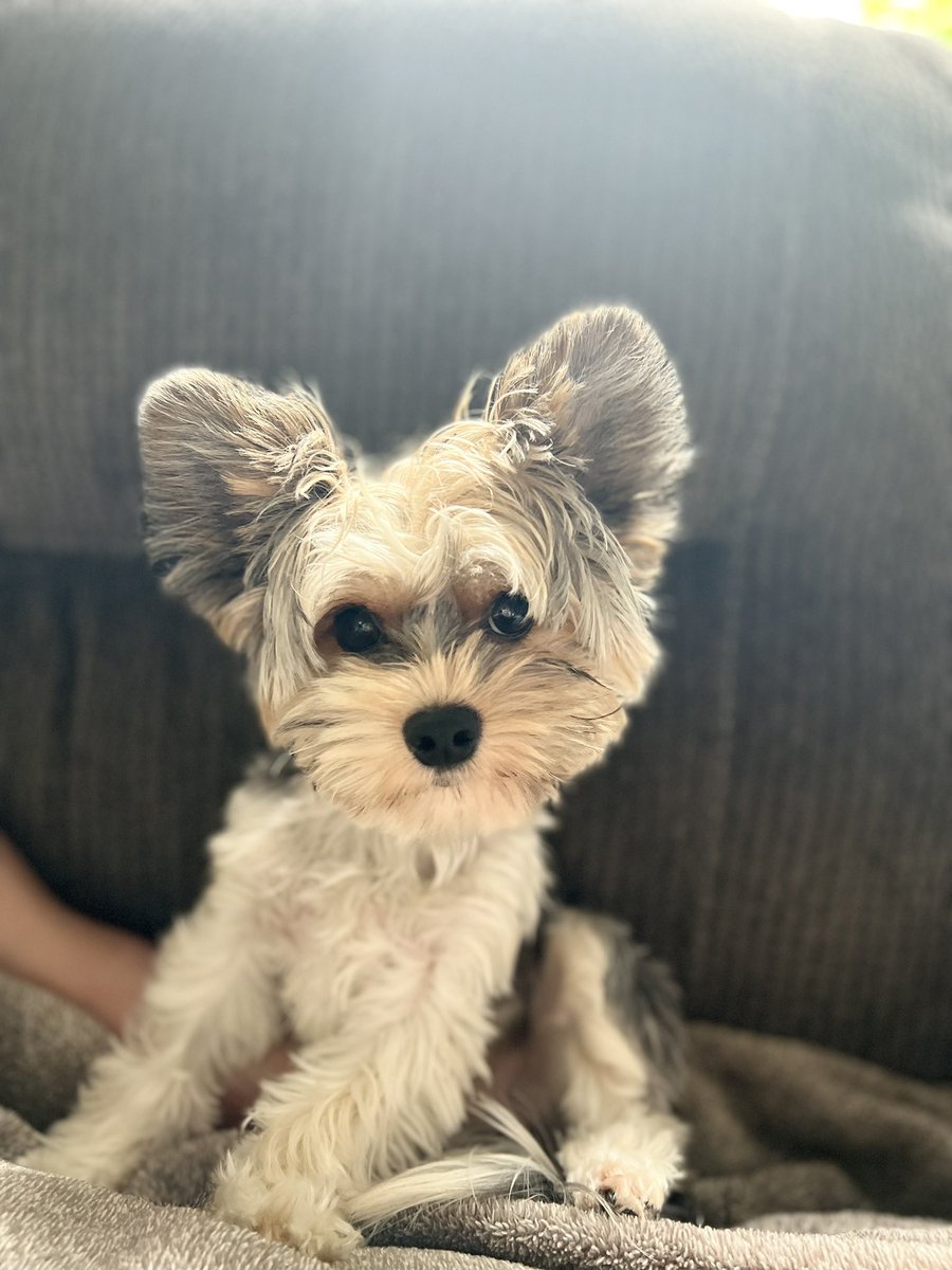 MrsAndersonOCSB's tweet photo. @CBC This is sweet Mort! Small but mighty💛🐶 https://t.co/xh1atLUc5N