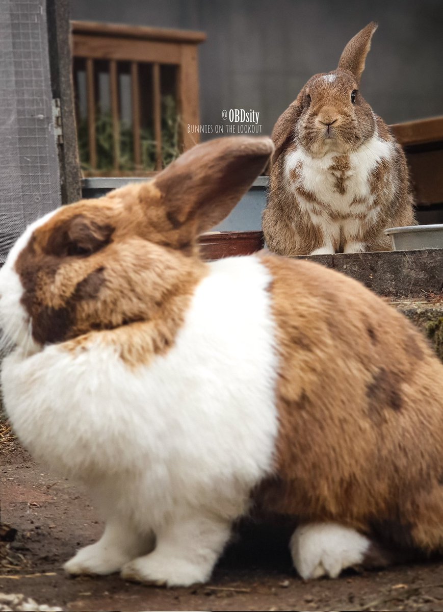 obdsity's tweet photo. Fini can't shake the feeling that she's been marked π³ Better get those beautiful ears to safety real fast before anyone gets the wrong idea π±
#EarTheftThursday https://t.co/BakvW4AcJp