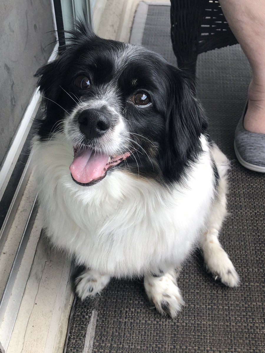 MonMad's tweet photo. @CBC This is Tessa. My camera doesn’t do her justice but yours will. And she has a story that needs to be told. https://t.co/Gbpa5SwoXH