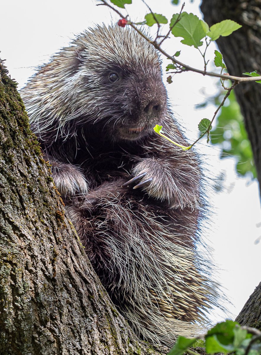 Earlier this month, we enjoyed some quality observations of two porcupines in a mulberry tree at a rental house on Lake George, NY. Fascinating critters - our 2nd largest rodent armed with as many as 30,000 quills! 
#https://roadsendnaturalist.com/ #TwitterNatureCommunity