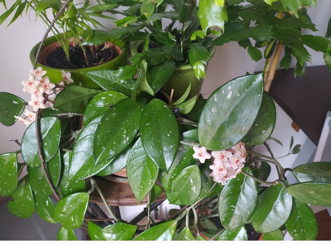 @DrRobertico <a href="/jbotanicoccs/">Jardín Botánico de Caracas</a> Ésta es la qué tengo en mi casa desde hace 20y años. Alguien que me lea sabe cómo se llama?
