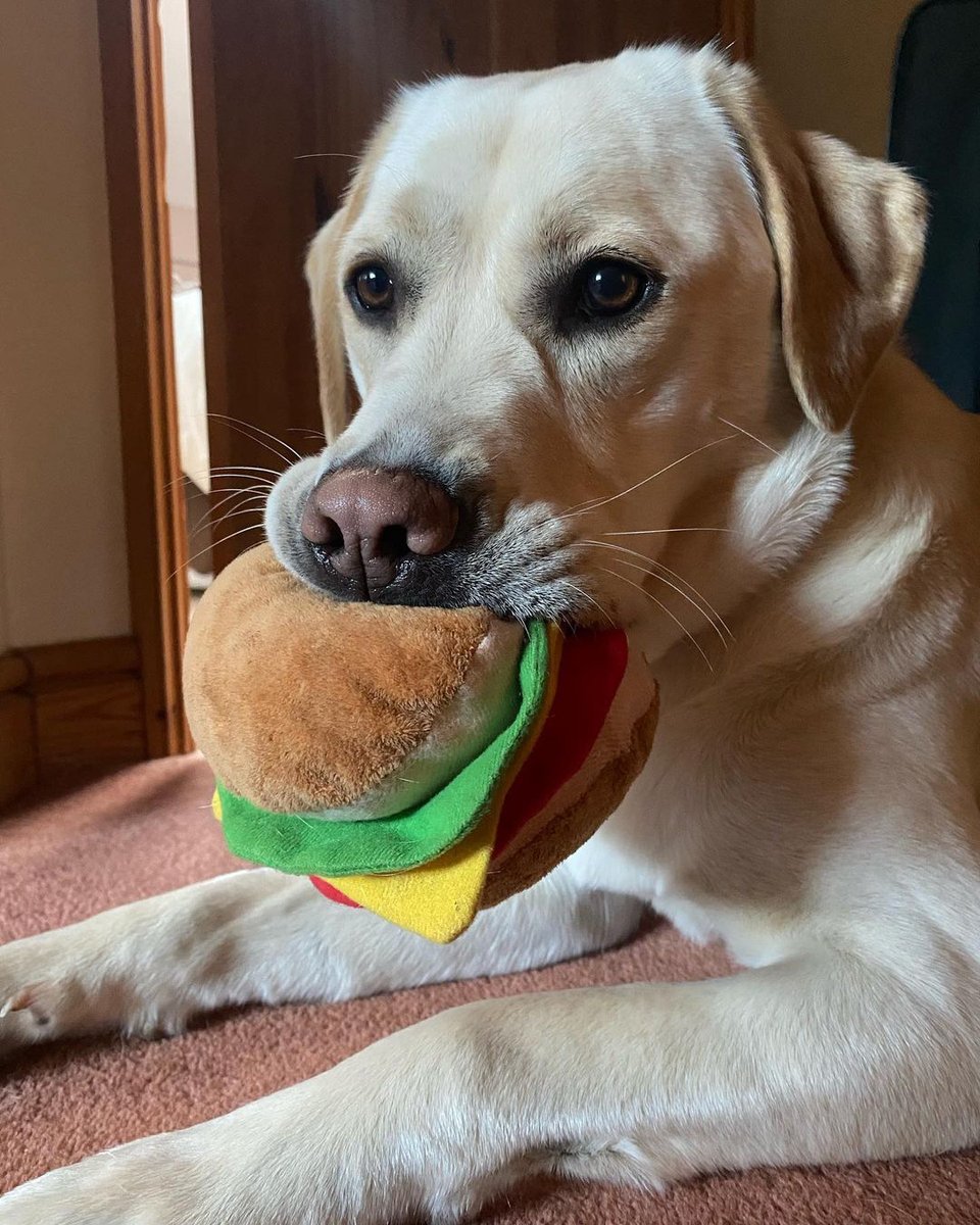 HearingDogs's tweet photo. Buddy was very keen to get involved on #NationalBurgerDay 😁🍔 https://t.co/krKp3kF2jP
