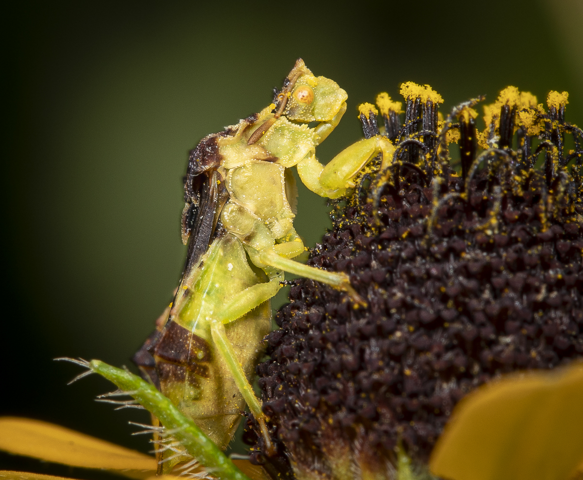 Mini-wildlife around Lake Gorge included some cool hump-backed bee flies (Geron sp.?) and lots of ambush bugs. 
#https://roadsendnaturalist.com/ #macrophotography