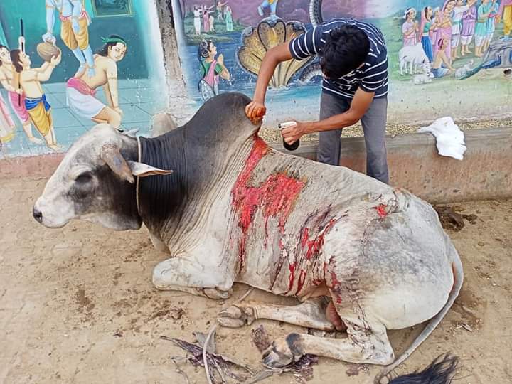 PurvaSukla's tweet photo. अंकित शुक्ला संकल्प लेकर निकल चुके गौ माता सेवा करने
एक सींग टूटी खून बह रहा है और एक पाँव उतर चुका है  हम गौसेवक तुरंत पहुचे और गाय को कड़ी मेहनत कर एम्बुलेंस मे रखकर उपचाराधीन वार्ड मे लाकर दवा पट्टी ईलाज किया https://t.co/5lxp08keFG