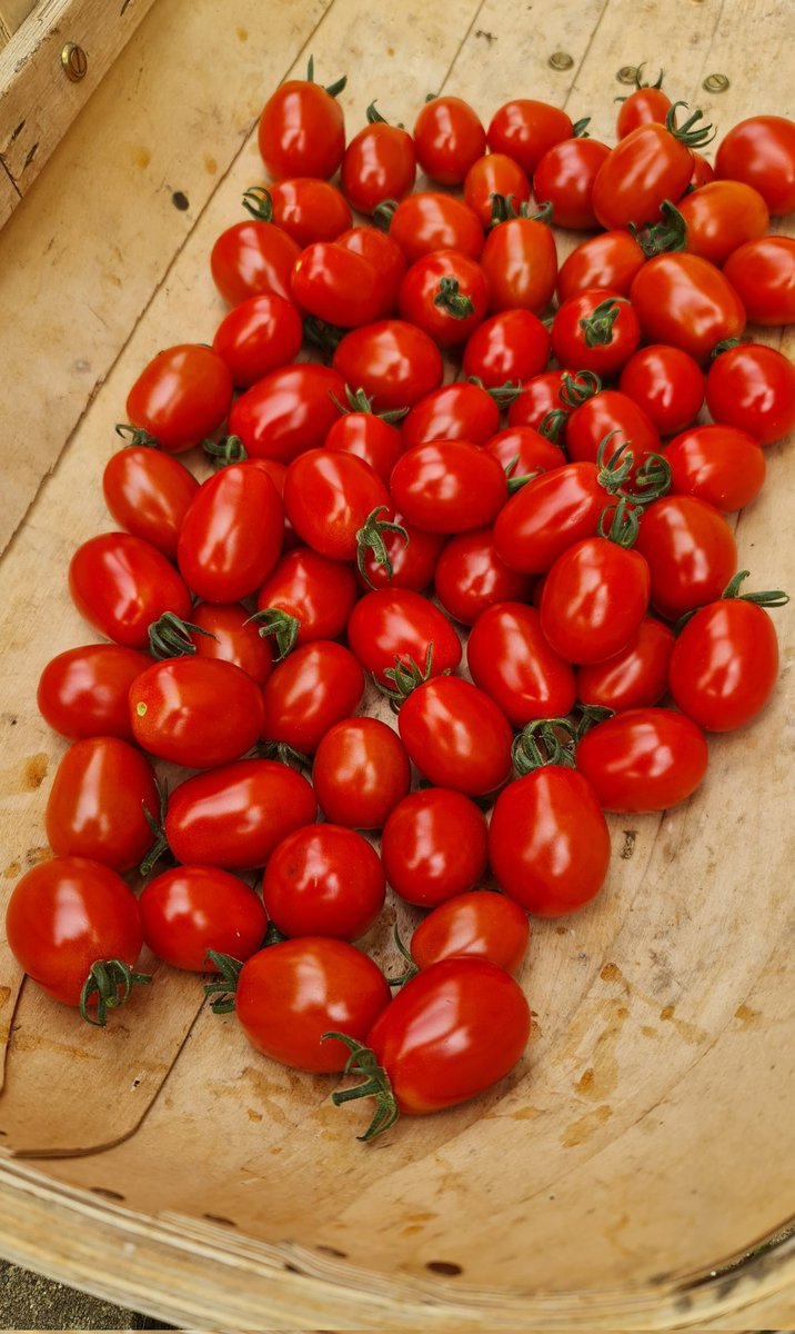 AddingsUp's tweet photo. Starting today's harvest with 1.3kg of Apero tomatoes.
#GrowYourOwn #NoDig #Unsprayed #PesticideFree #Organic #OrganicGardening #SayNoToPesticides #SayNoToChemicals https://t.co/EzHWJq0R9r