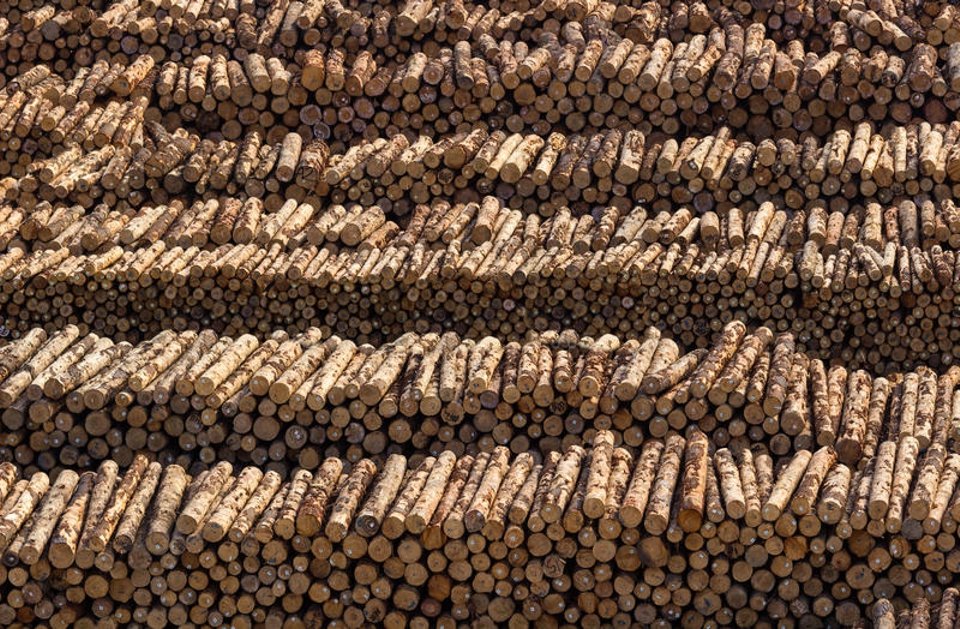 Nasze Lasy 🌳🌍🏞⚔️ tweet media