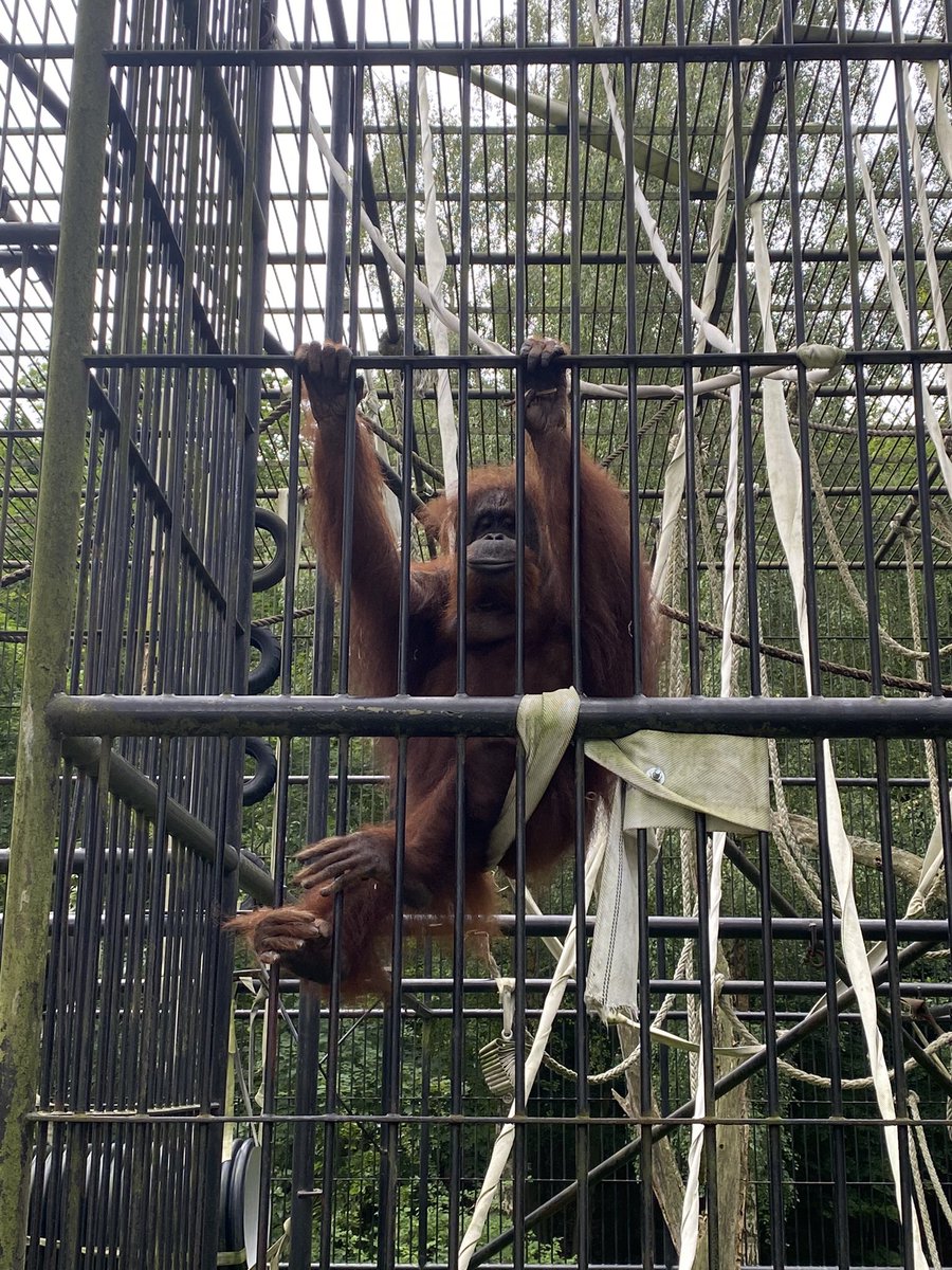 monkiewiczjulia's tweet photo. Orangutany w @zoogdansk. Na ich stronie internetowej znajdziecie informacje o tym jak możecie uratować je przed całkowitym wyginięciem. https://t.co/osS0NVbNvv